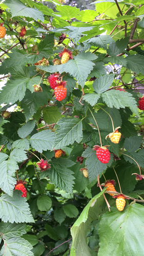 Salmonberry