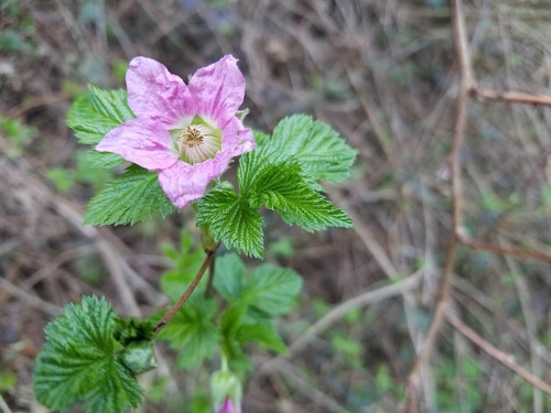 Salmonberry