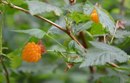 Salmonberry