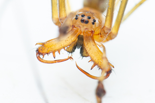 Stretch Spiders