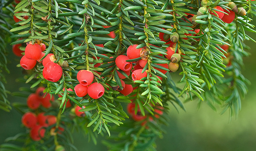 common yew