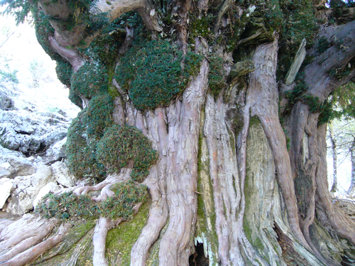 common yew