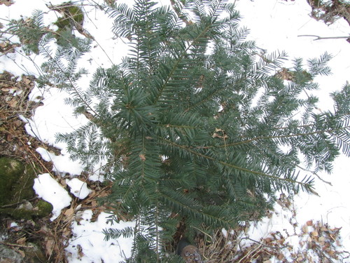 common yew