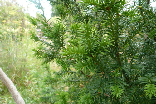 common yew