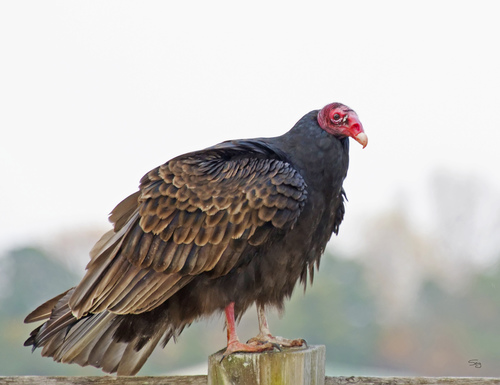 Turkey Vulture