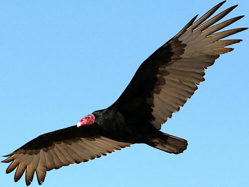 Turkey Vulture