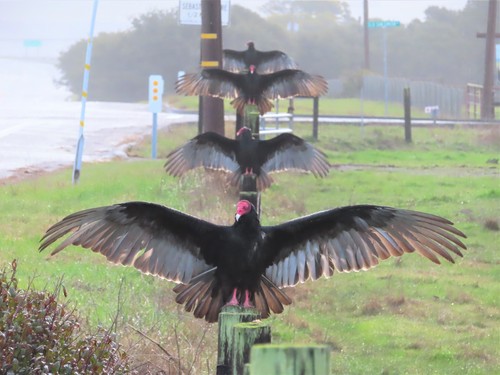 Turkey Vulture