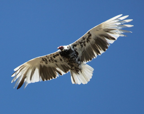 Turkey Vulture