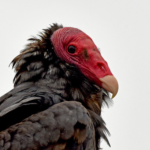 Turkey Vulture