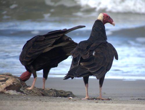 Turkey Vulture