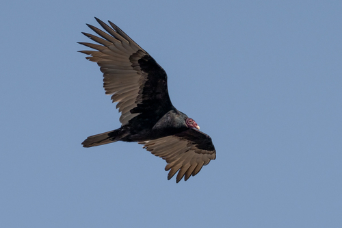 Turkey Vulture