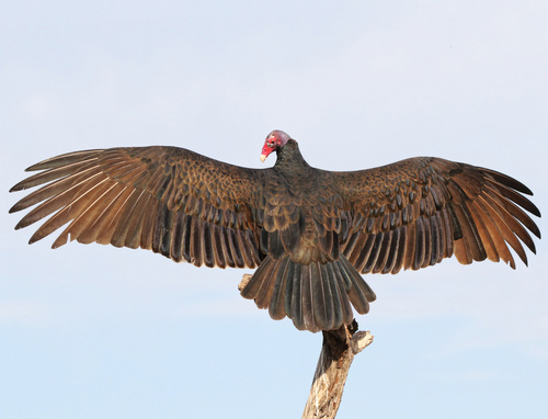 Turkey Vulture