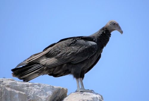 Turkey Vulture