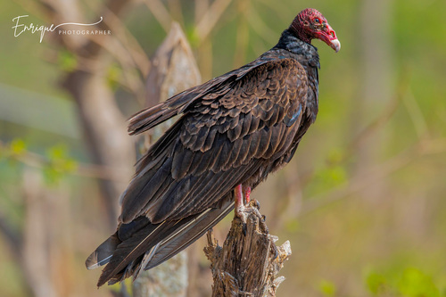 Turkey Vulture