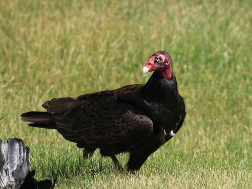 Turkey Vulture