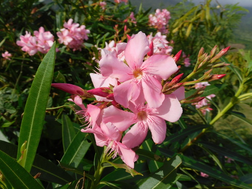 oleander