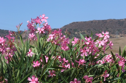 oleander