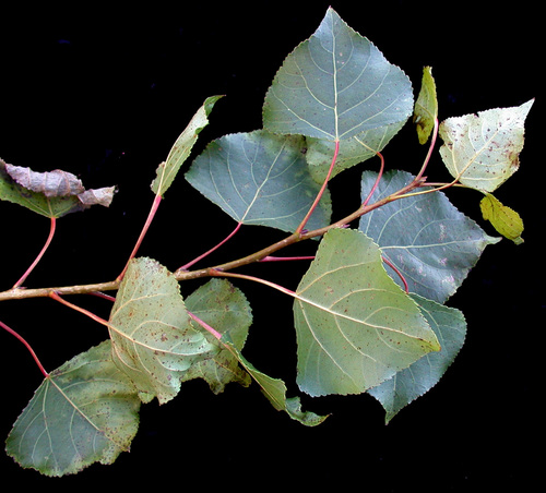 Black Poplar
