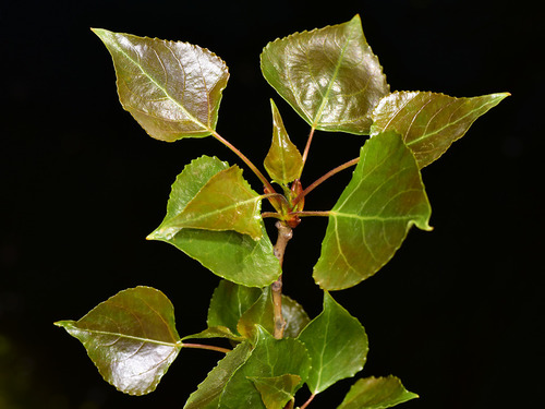 Black Poplar