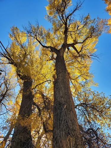 Black Poplar