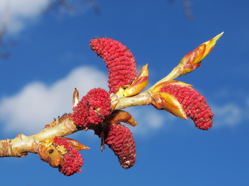 Black Poplar