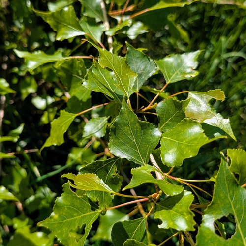 Black Poplar