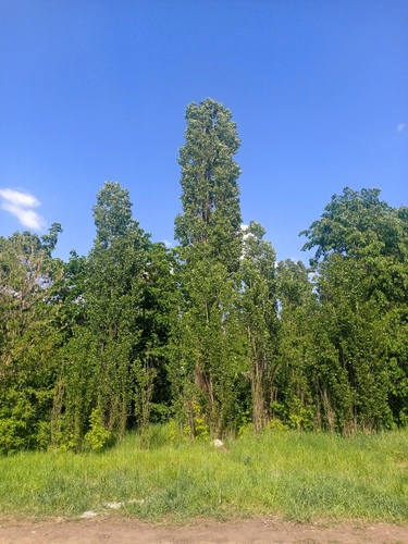 Black Poplar