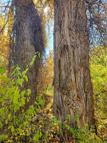 Black Poplar