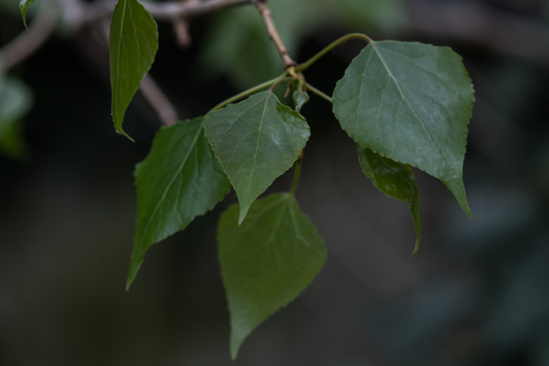Black Poplar