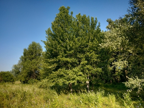 Black Poplar