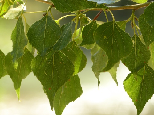 Black Poplar