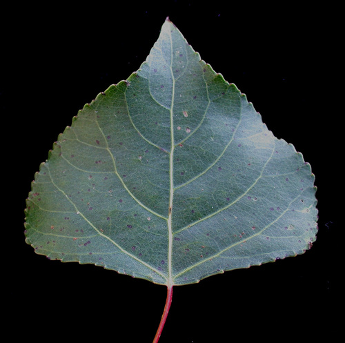 Black Poplar