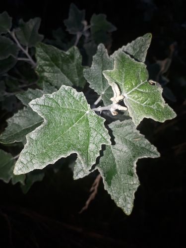 white poplar