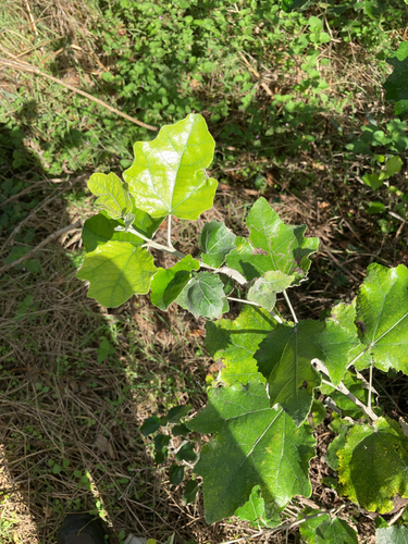 white poplar