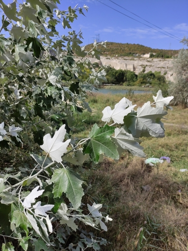 white poplar