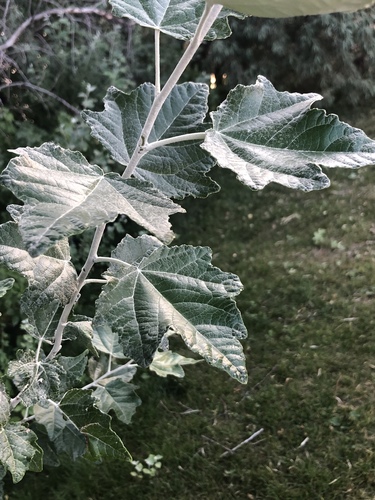 white poplar