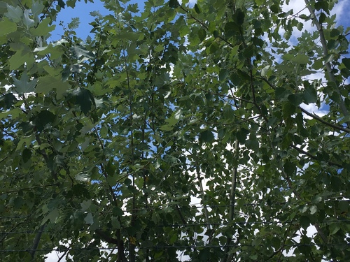 white poplar