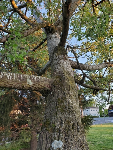 white poplar