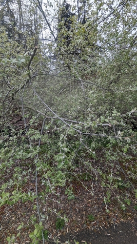 white poplar