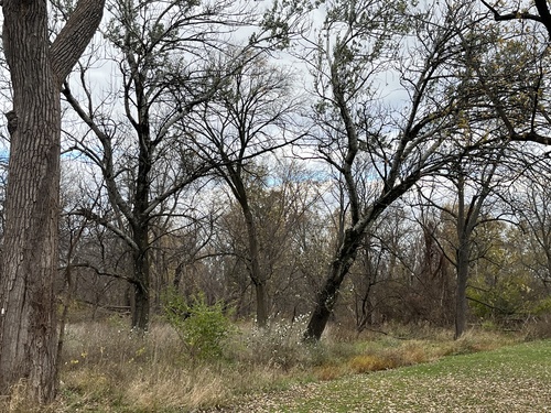 white poplar