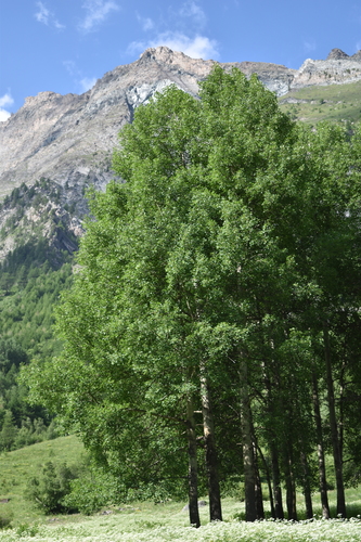 European aspen