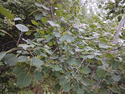 European aspen