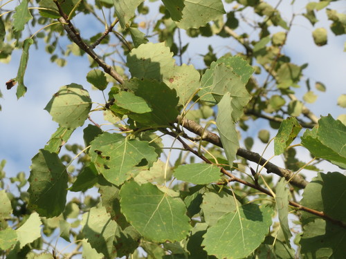 European aspen