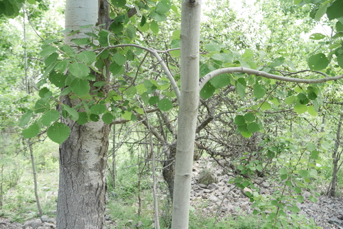 European aspen