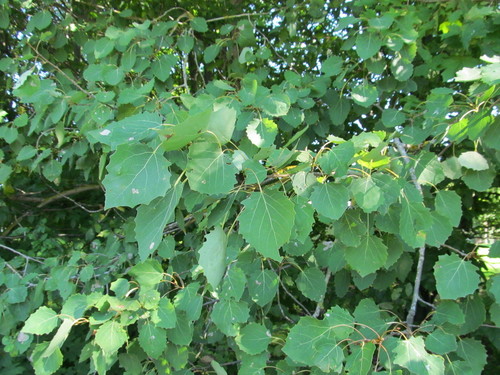European aspen