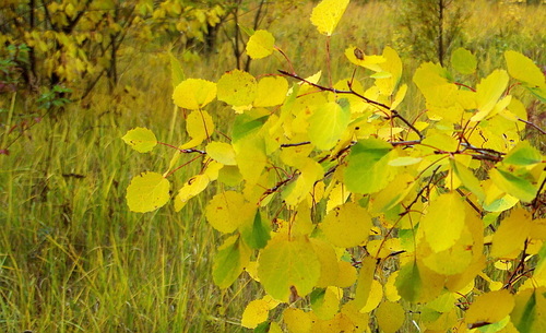 European aspen