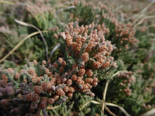 creeping juniper