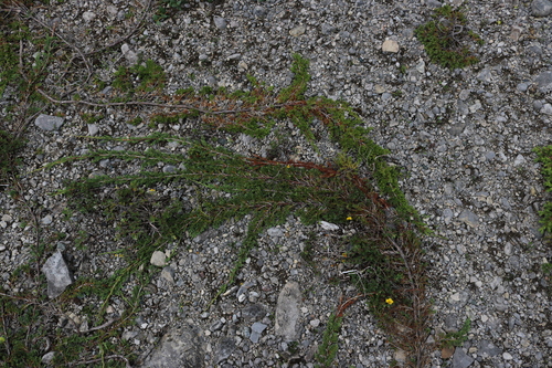 creeping juniper