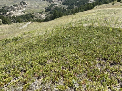 creeping juniper
