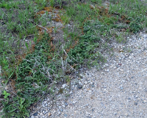 creeping juniper